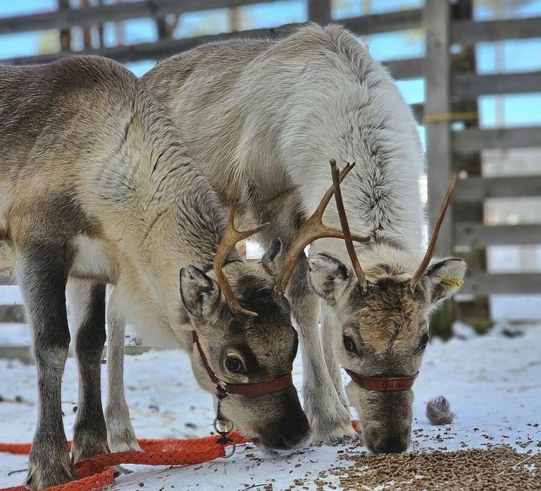 Rovaniemi: 직접 운전하는 Husky sleigh 썰매와 Reindeer farm 체험