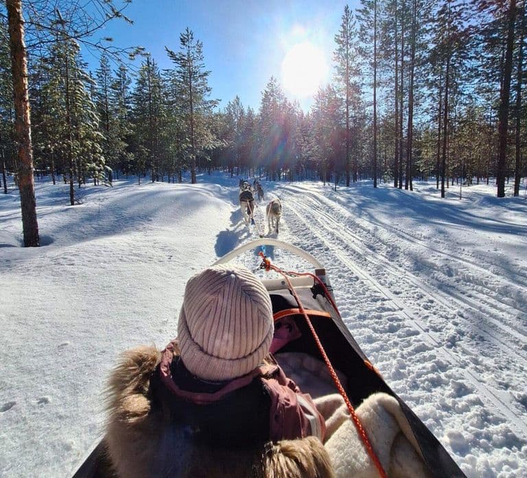 Rovaniemi: Samodzielna przejażdżka psim zaprzęgiem do farmy reniferów
