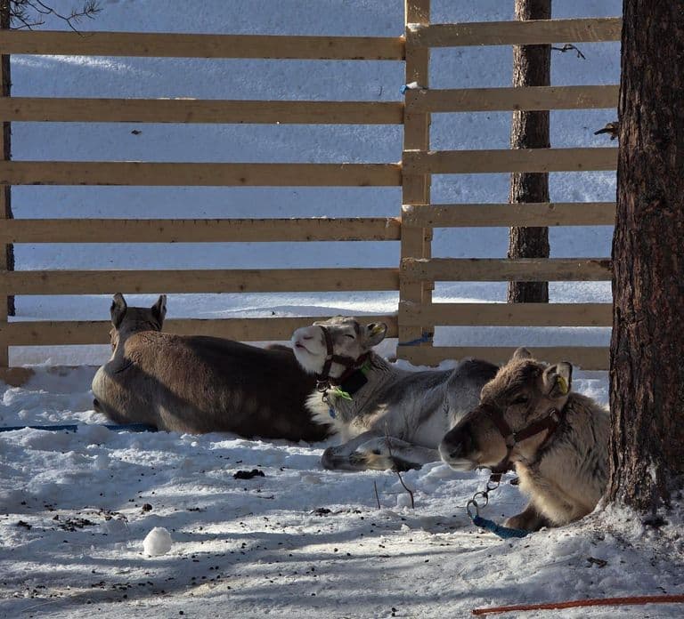 Rovaniemi: 직접 운전하는 Husky sleigh 썰매와 Reindeer farm 체험