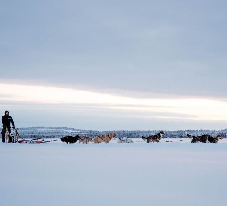 Rovaniemi: Kameralna wycieczka z psimi zaprzęgami (12-18 km) tylko dla dorosłych