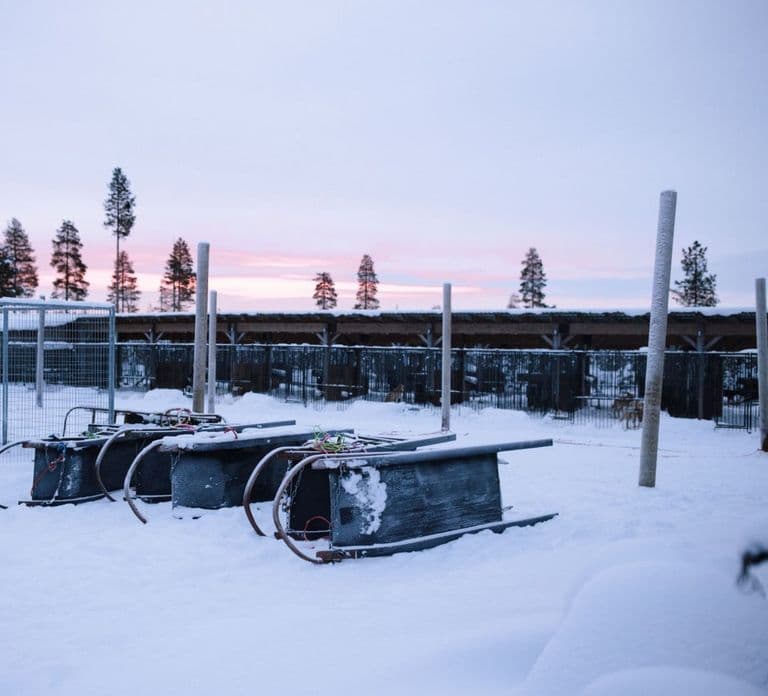 Rovaniemi: Kameralna wycieczka z psimi zaprzęgami (12-18 km) tylko dla dorosłych