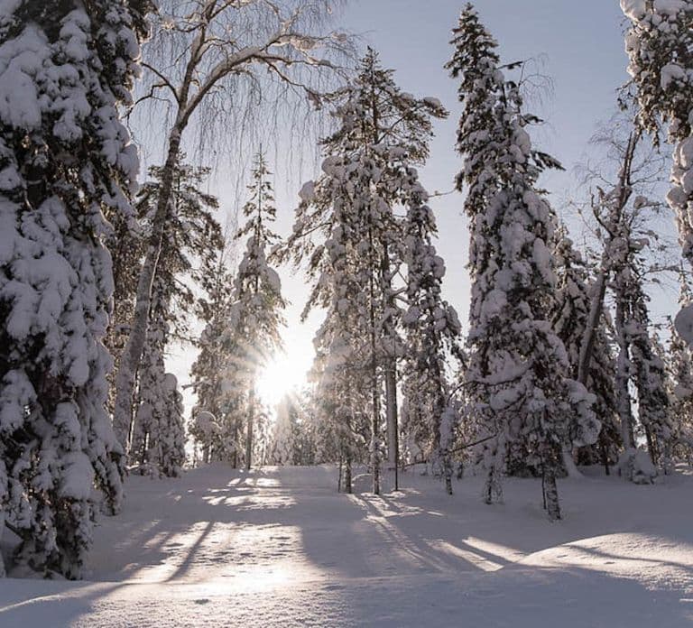 Rovaniemi: Snowmobile Safari into the Arctic Circle Forest
