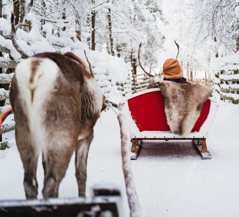 Rovaniemi: Snowmobile Safari, Reindeer & Husky Sleigh Ride