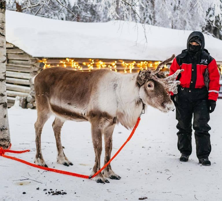 Rovaniemi: Snowmobile Safari, Reindeer & Husky Sleigh Ride