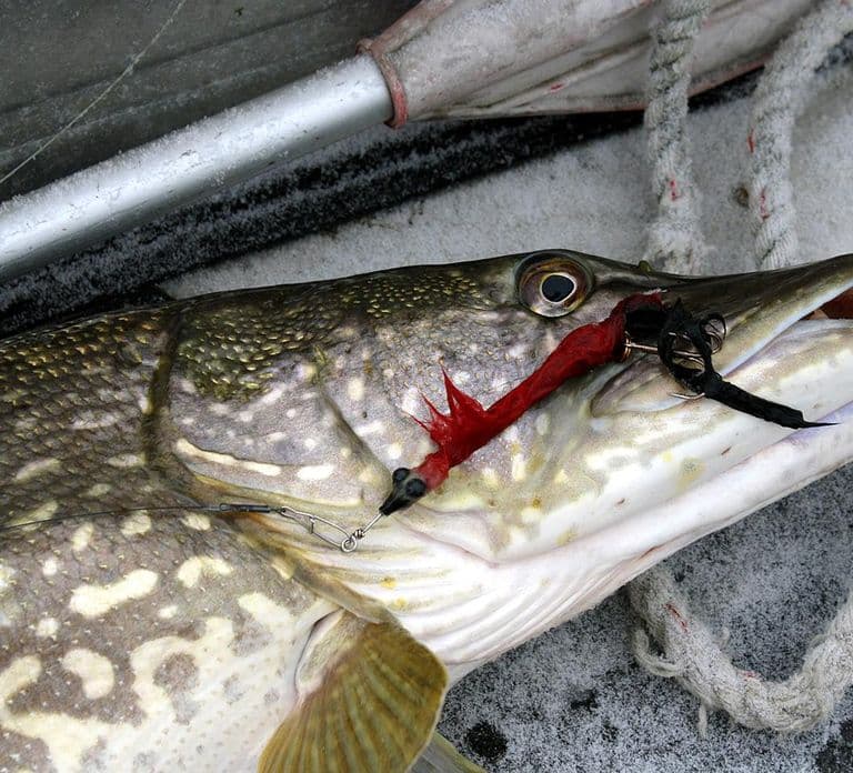 Rovaniemi: Snowshoeing, Ice Fishing and Salmon in Kota