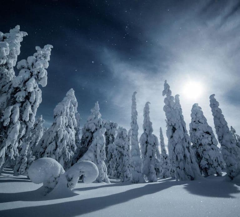 Rovaniemi: Snowy Forest Night Hike with Northern Lights