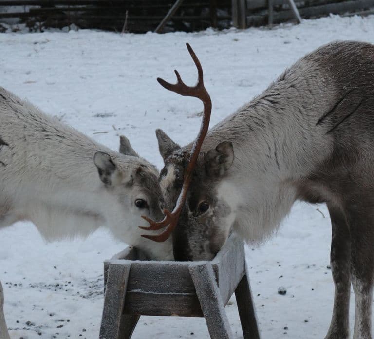Rovaniemi: Tour en grupo pequeño por la Aurora Boreal en Shaman Village
