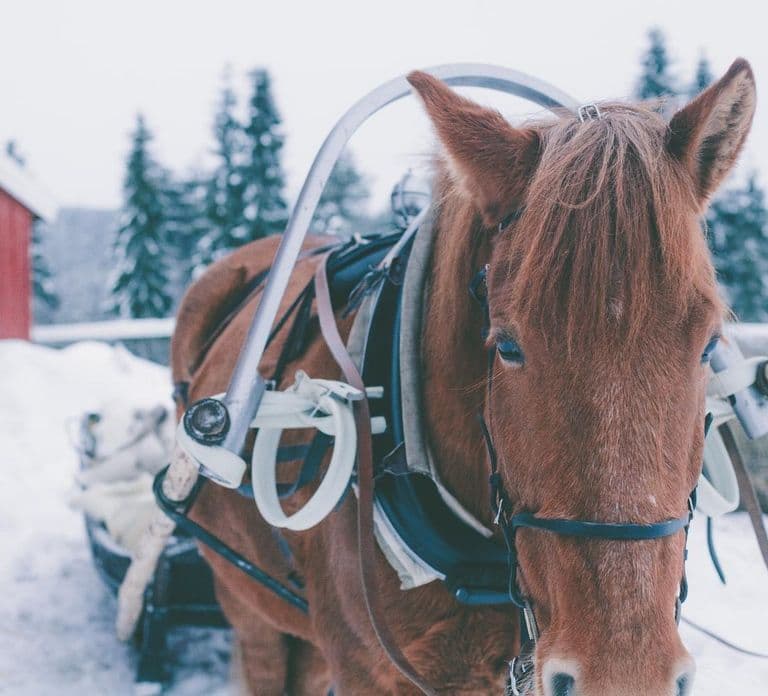 Ruka-Kuusamo: Horse-drawn Sleigh Ride in the Countryside