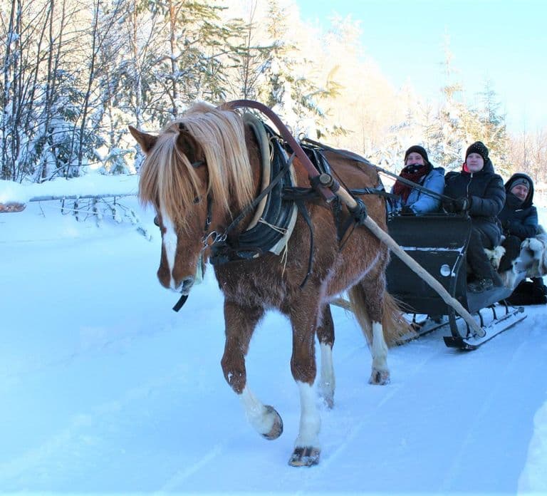 Ruka-Kuusamo: Horse-drawn Sleigh Ride in the Countryside
