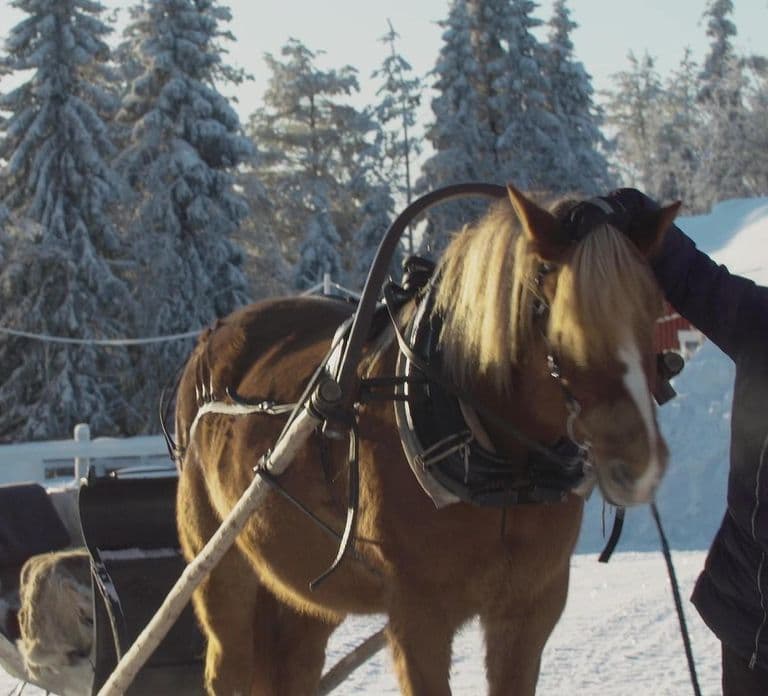 Ruka-Kuusamo: Horse-drawn Sleigh Ride in the Countryside