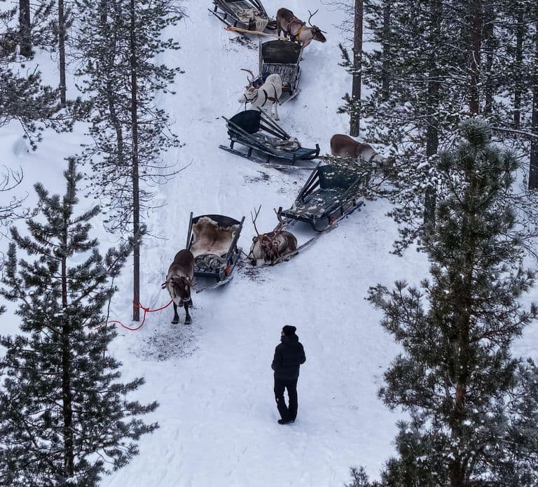 Saariselkä: Passeio de Trenó de Renas com Lanches e Bebida Quente