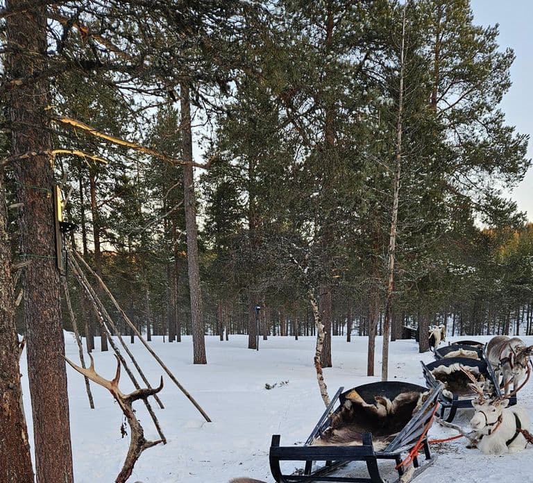 Saariselkä: Passeio de Trenó de Renas com Lanches e Bebida Quente