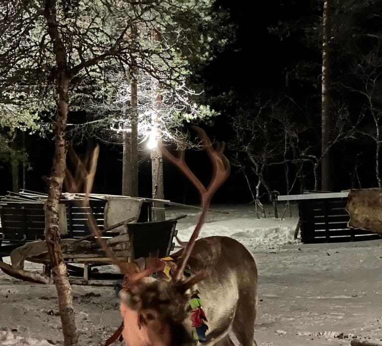 Saariselkä: Tour de Aurora Boreal e Trenó de Renas