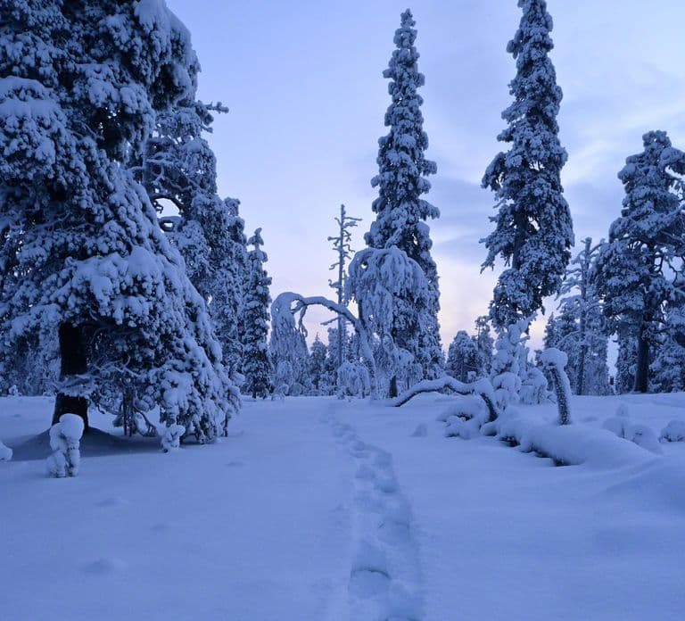 Saariselkä: Snowshoeing Tour in Urho Kekkonen National Park