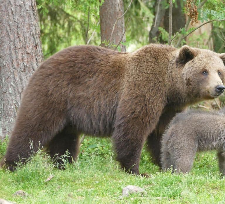Suomussalmi, Finland: Bear Watching and photography night