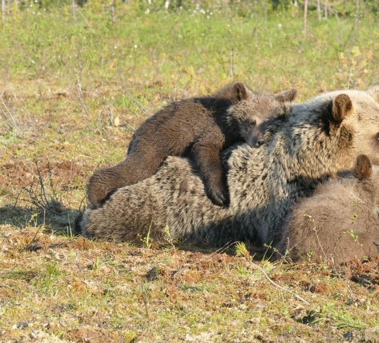 Suomussalmi, Finland: Bear Watching and photography night