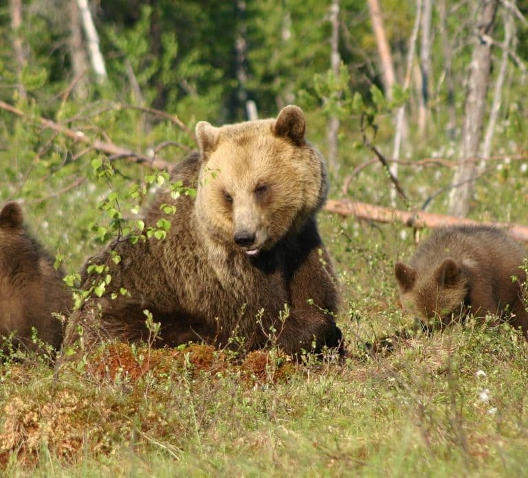 Suomussalmi, Finlande : Nuit d'observation et de photographie des ours
