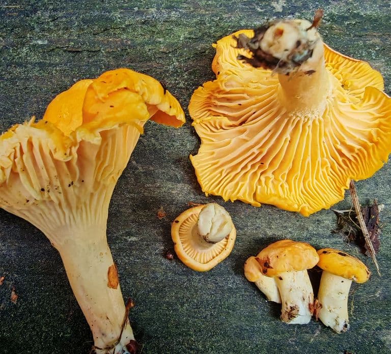 Tampere: Tour di raccolta e degustazione di funghi con pasto