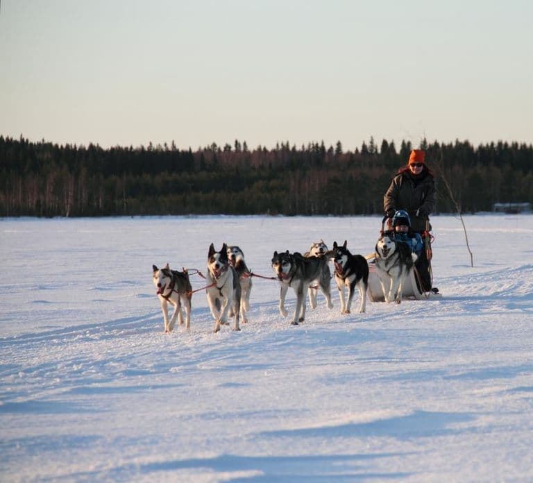 Vuokatti: Husky-Schlittenfahrt mit heißem Beerensaft & Keksen