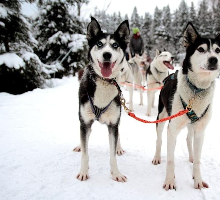 Vuokatti: Husky-Schlittenfahrt mit heißem Beerensaft & Keksen