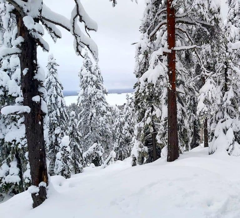 Vuokatti: Schneeschuh-Abenteuer im Wald