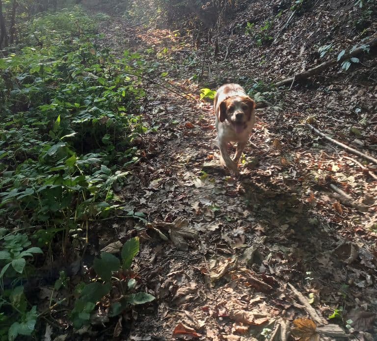 Langhe: Truffle Hunting Experience