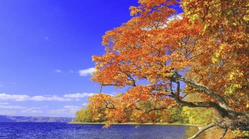 Excursión de 1 día: Valle de Noboribetsu Jigokudani + Lago Tōya + Lago Shikotsu + Showa Shinzan Bear Ranch en Hokkaido