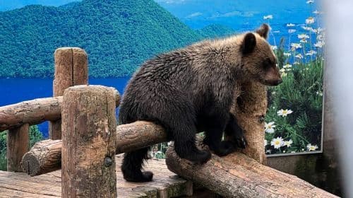 Tour di 1 giorno Hokkaido Lake Toya Hot Spring • Showa Shinzan Bear Ranch • Lake Shikotsu Cape Chikyu