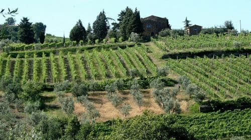 Museum of Brunello and Wine Tasting Adult