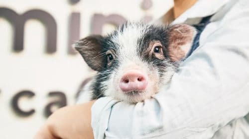 Pig cafe 인터랙티브 체험