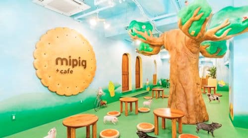 Pig cafe 인터랙티브 체험