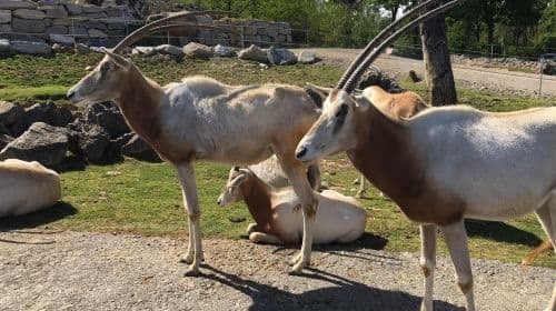 Pombia Safari Park