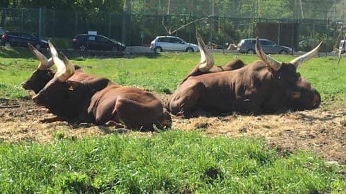 Pombia Safari Park