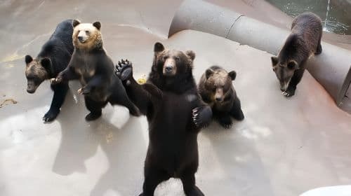 Hokkaido Noboribetsu Jigokudani Valley + Showa Shinzan Bear Ranch + Lake Tōya 1-day tour [optional admission ticket included] Day Tours