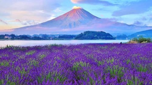 1-day Fuji Five Lakes Fall Foliage Tour: Lake Kawaguchi, Lake Yamanaka, Lawson, Hikawa Clock Shop