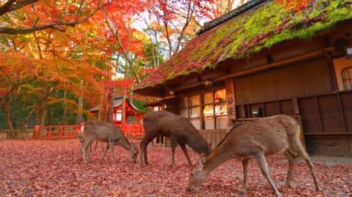 A Day Trip to Kyoto and Nara, Japan (Kiyomizu-dera Temple, Fushimi Inari Shrine, and Deer Meet in Nara Park) Day Tours