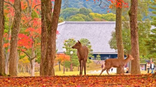 A Day Trip to Kyoto and Nara, Japan (Kiyomizu-dera Temple, Fushimi Inari Shrine, and Deer Meet in Nara Park) Day Tours