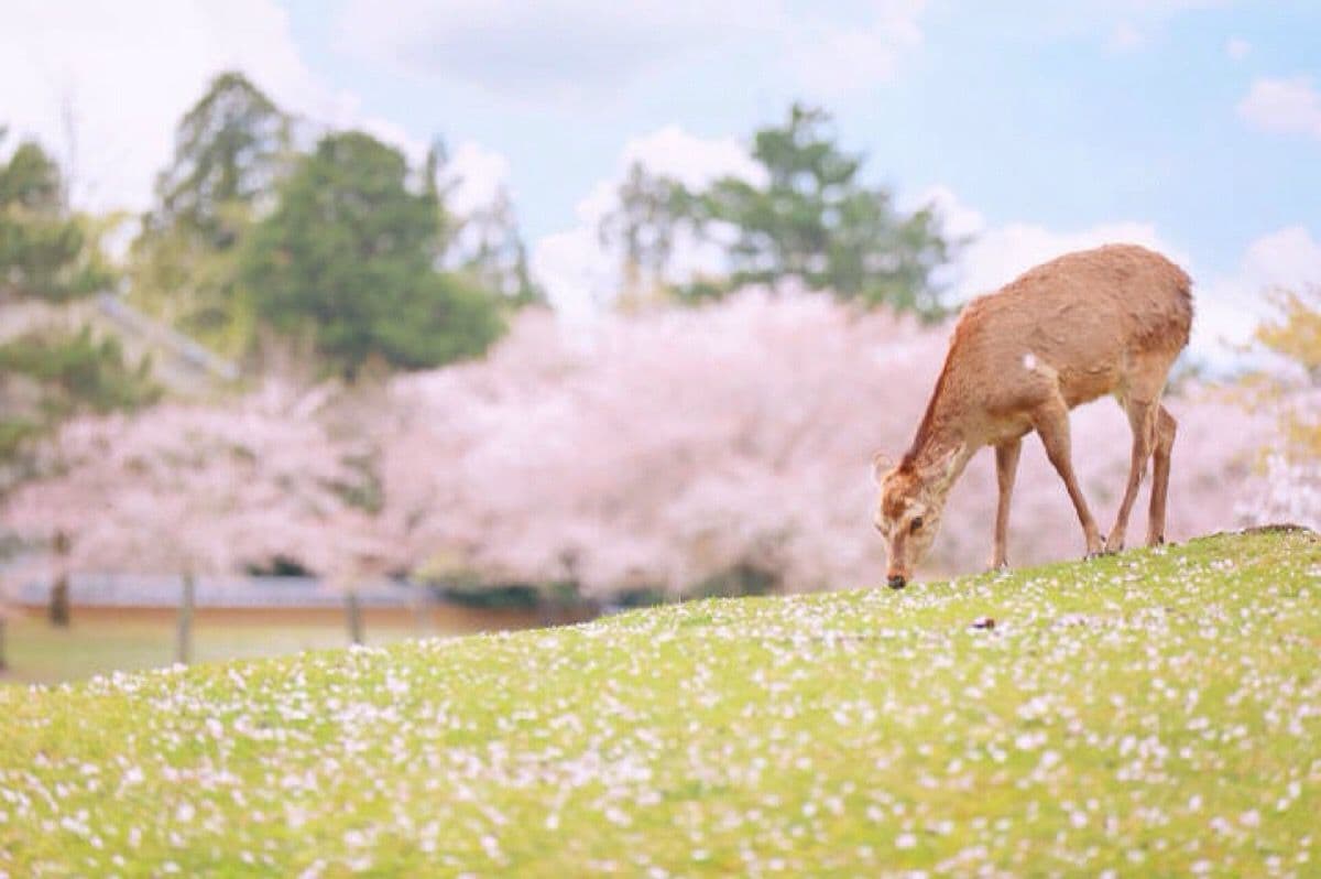 A day trip to Yoshino Mountain with its adorable deer and cherry blossoms in Nara