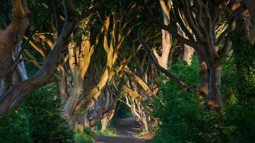 Belfast day tour to Giant's Causeway and The Dark Hedges - visit Game of Thrones filming locations