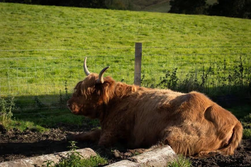 De Edimburgo: Excursão ao Loch Ness, Glencoe e Highlands Escocesas