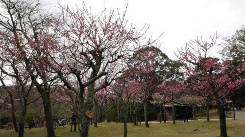 Kyoto: Nara, Todaiji, Kasuga Taisha Shrine プライベート1日ツアー