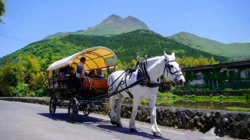 Popular 1-day tour in Fukuoka, Japan: Nanzoin Temple, Dazaifu, Yufuin & Umi Jigoku