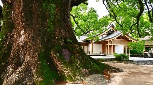 Popular 1-day tour in Fukuoka, Japan: Nanzoin Temple, Dazaifu, Yufuin & Umi Jigoku