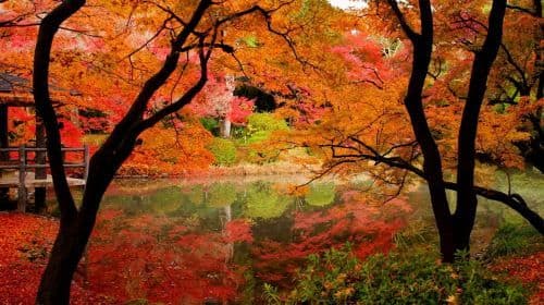 Kyoto: Tour privato di un'intera giornata personalizzabile dei siti Patrimonio dell'Umanità