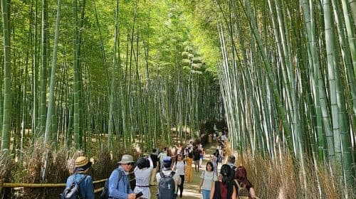 Kyoto: Tour privato di un'intera giornata personalizzabile dei siti Patrimonio dell'Umanità