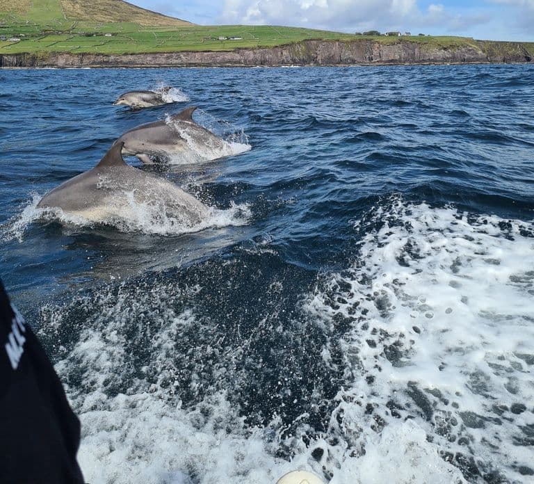 Dingle: Blasket Island Eco Tour met Wildlife Watching