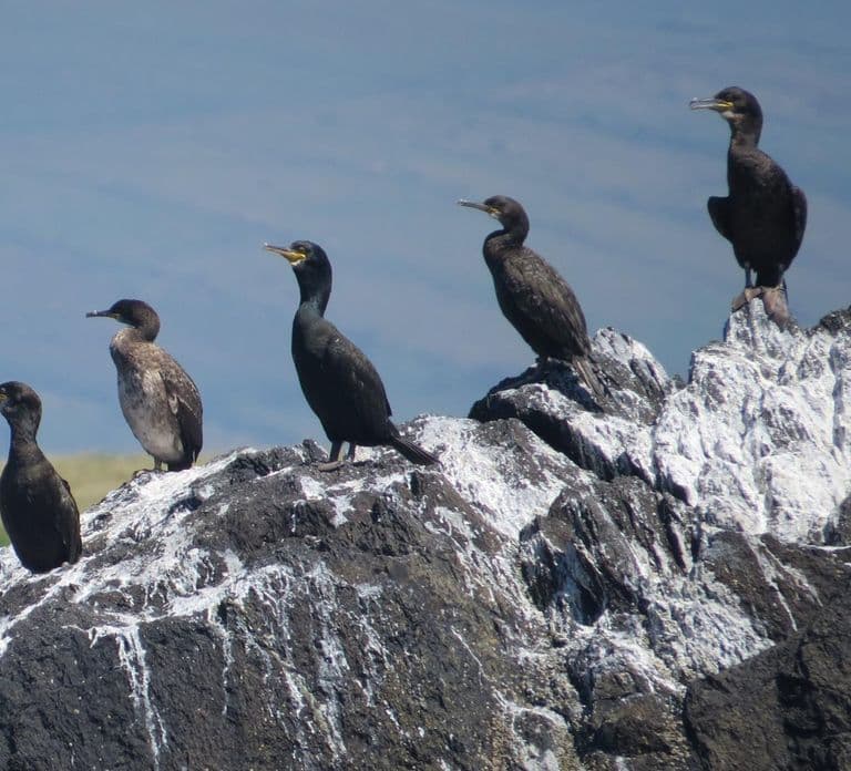 Dingle: Eco Tour delle Blasket Island con avvistamento della fauna selvatica