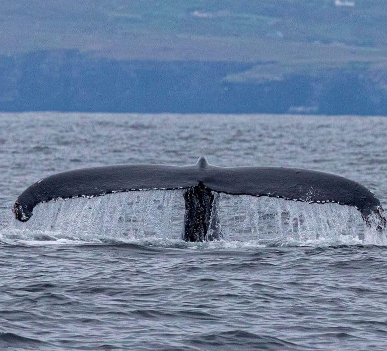 Dingle: Blasket Island Eco Tour with Wildlife Watching