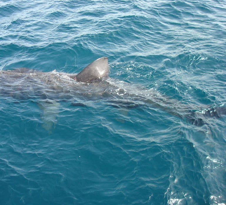 Dingle: Blasket Island Eco Tour with Wildlife Watching
