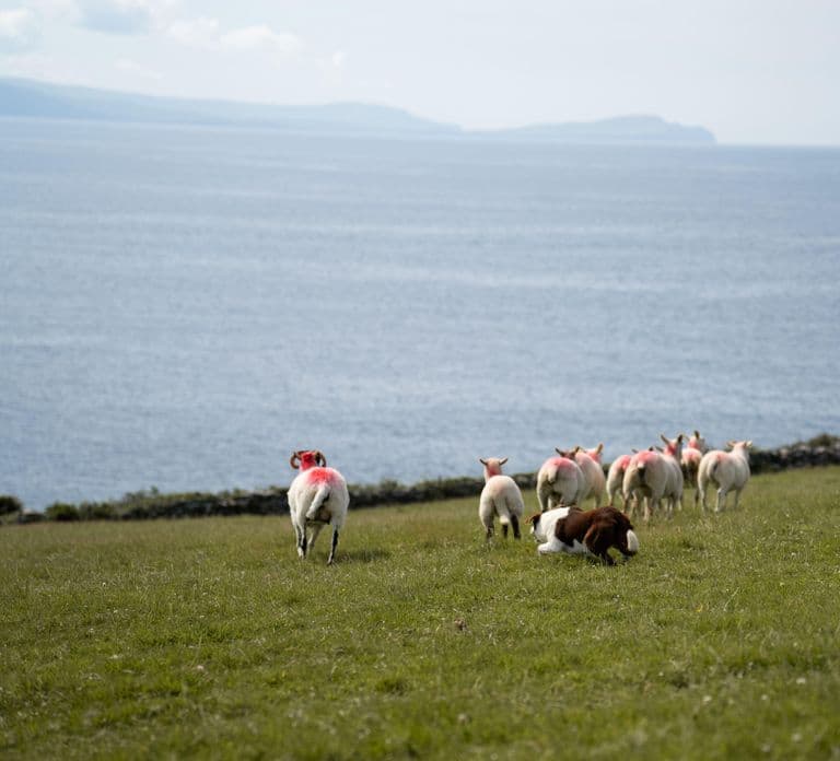 Dingle: Spettacolo privato di cani pastore, capanne ad alveare e fattoria didattica